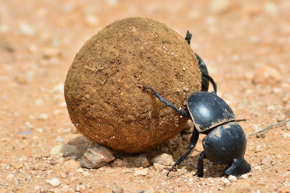 dung beetle